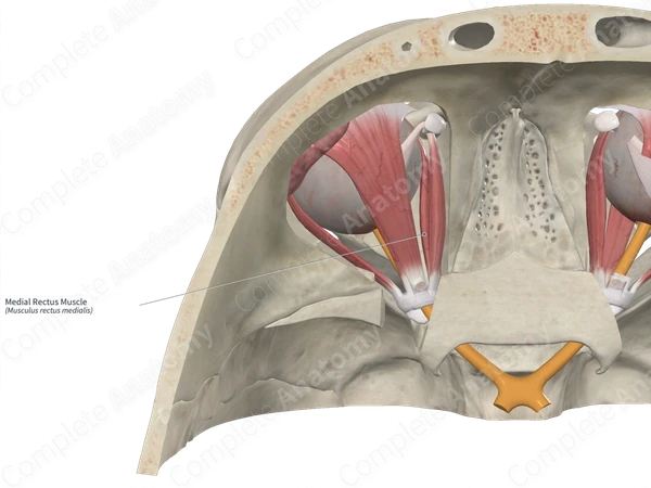 Medial Rectus Muscle