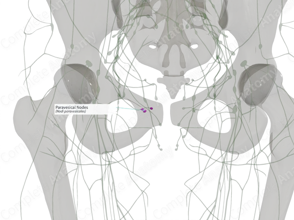 Paravesical Nodes (Left)