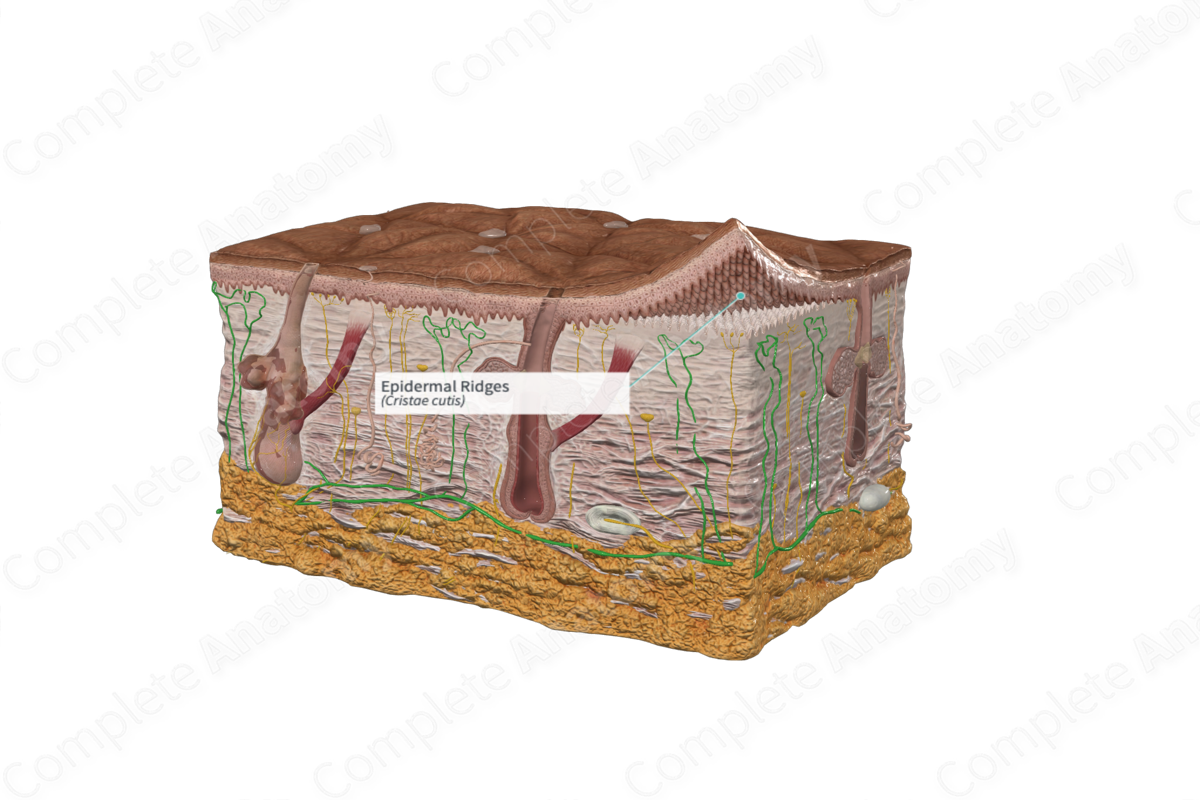 Epidermal Ridges | Complete Anatomy