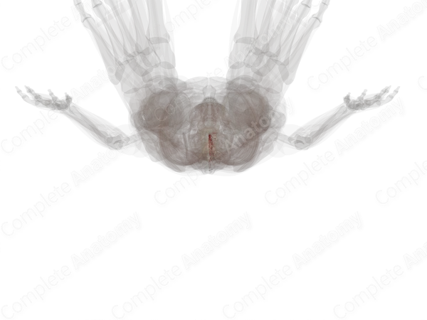 Radicular Arteries (Left)