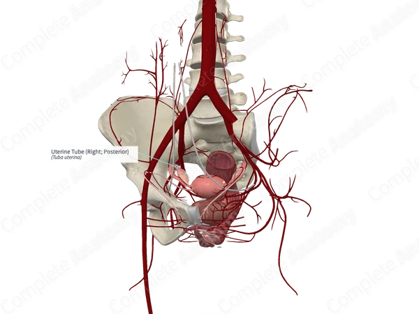Uterine Tube (Right; Posterior)