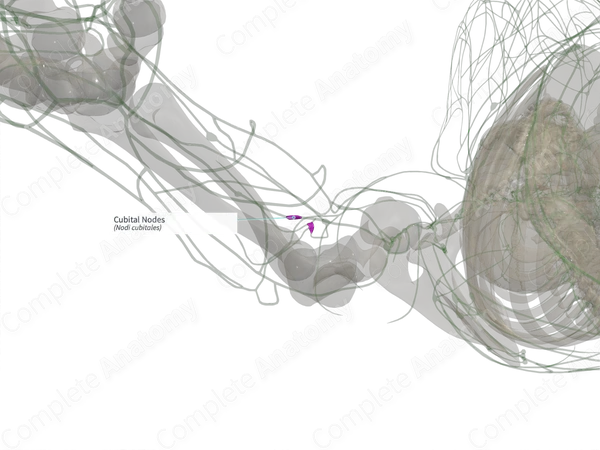 Cubital Nodes (Right)