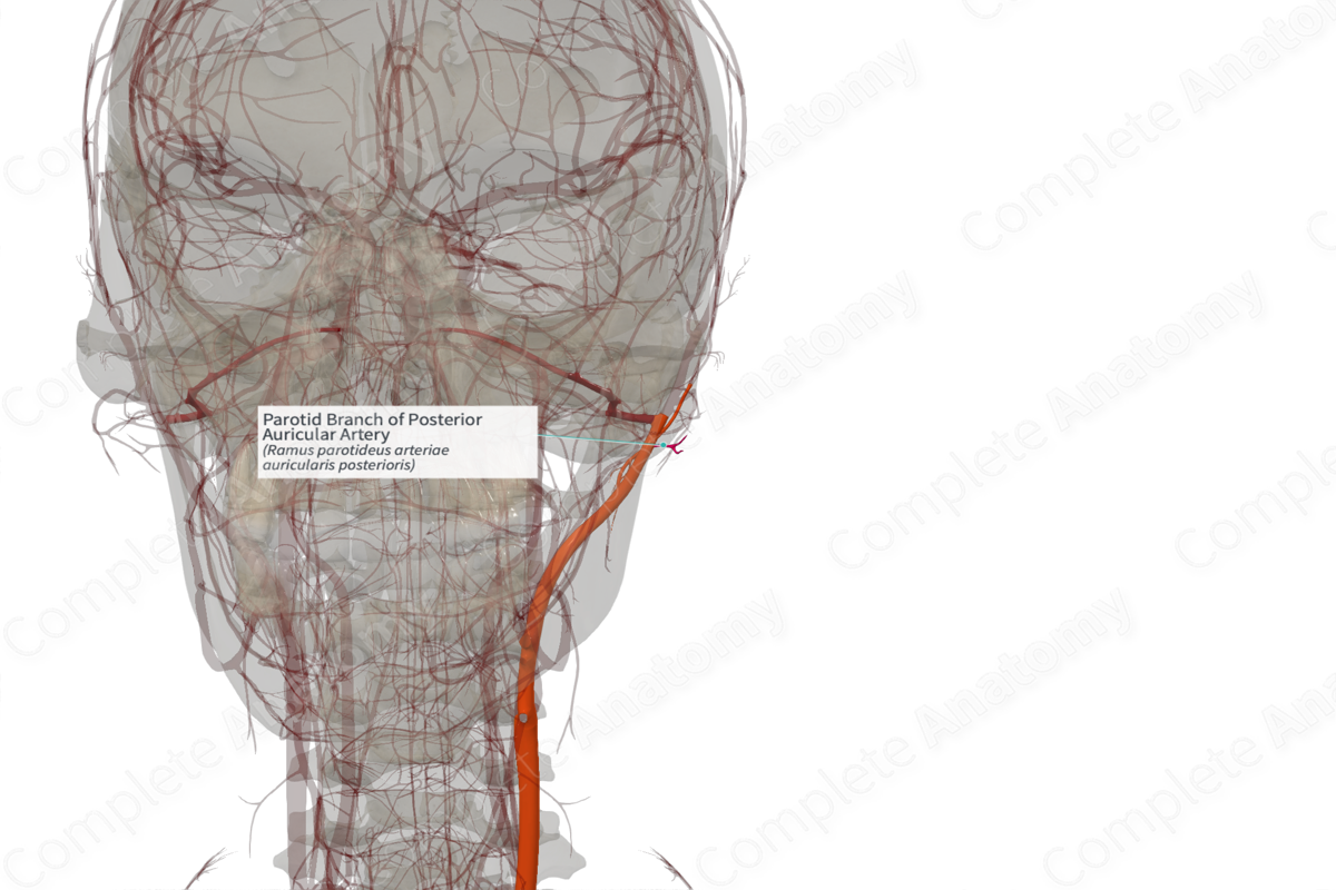 Parotid Branch of Posterior Auricular Artery (Left)