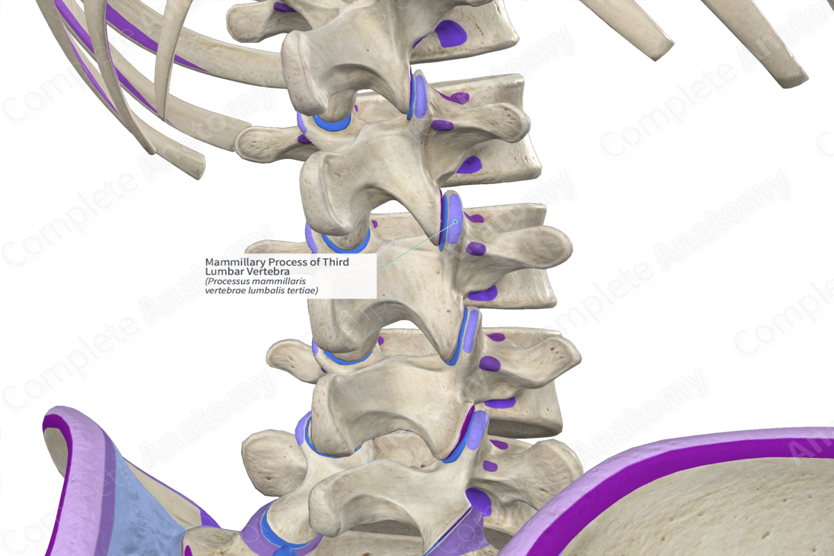 Mammillary Process of Third Lumbar Vertebra (Left)