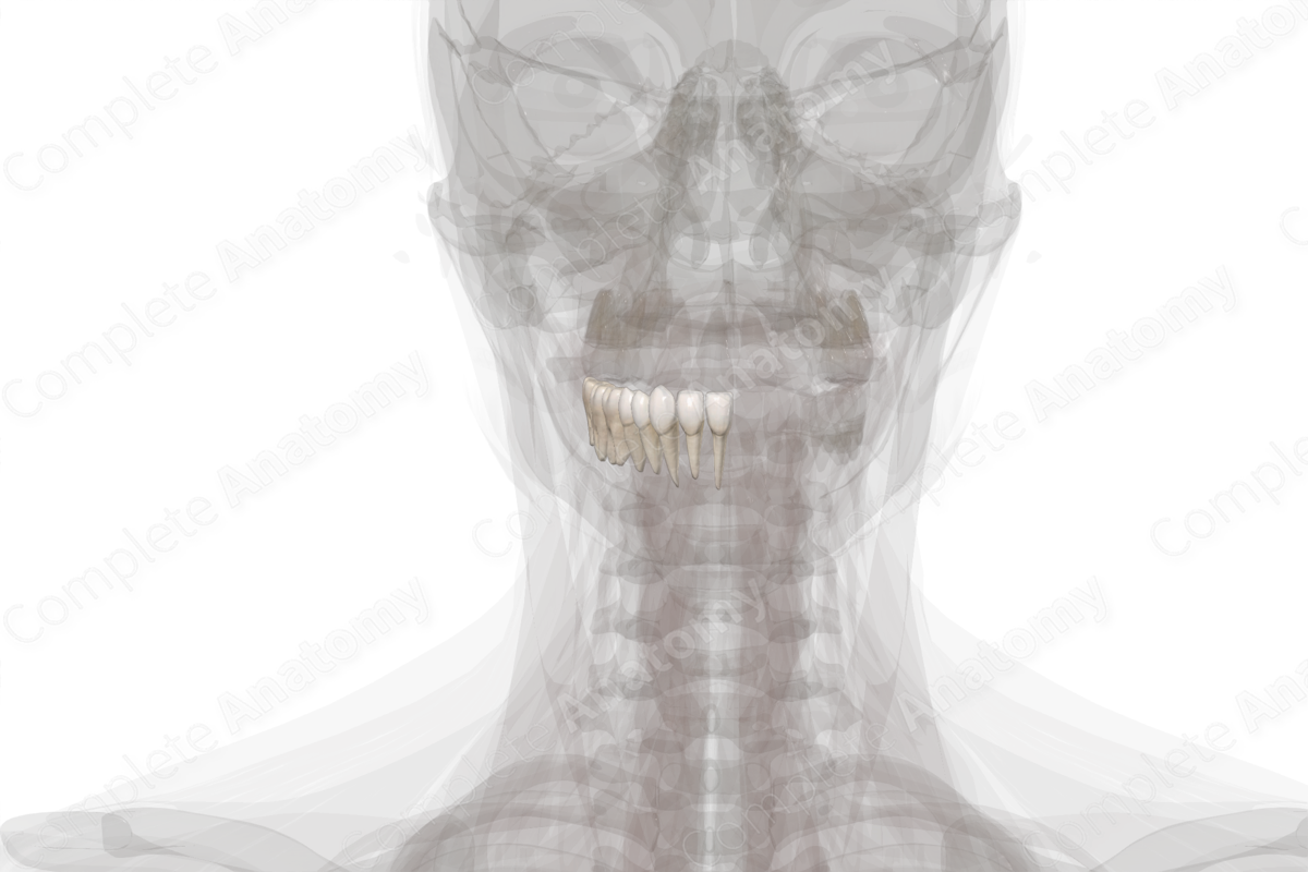 Mandibular Dental Arch (Right Quadrant)