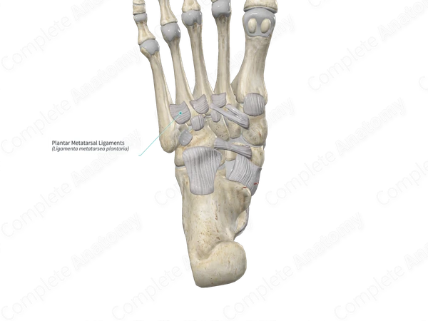 Plantar Metatarsal Ligaments | Complete Anatomy