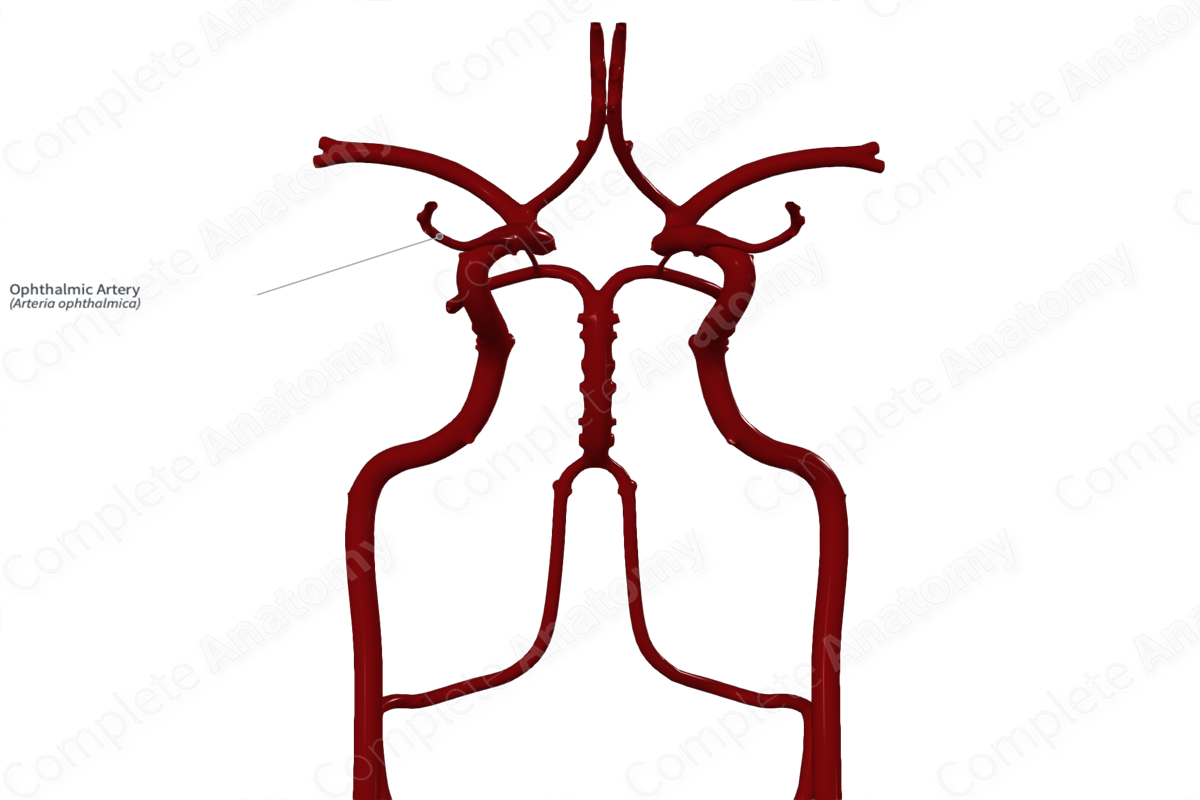 Ophthalmic Artery 