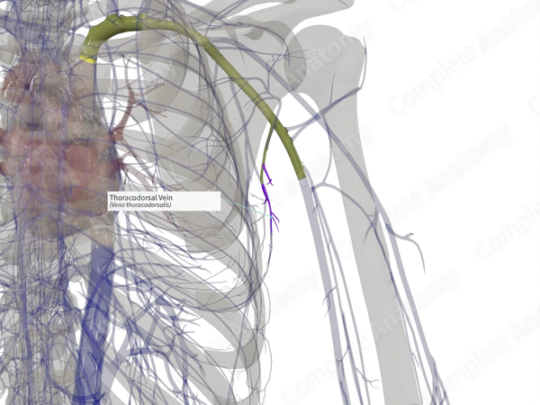 Thoracodorsal Vein (Left)