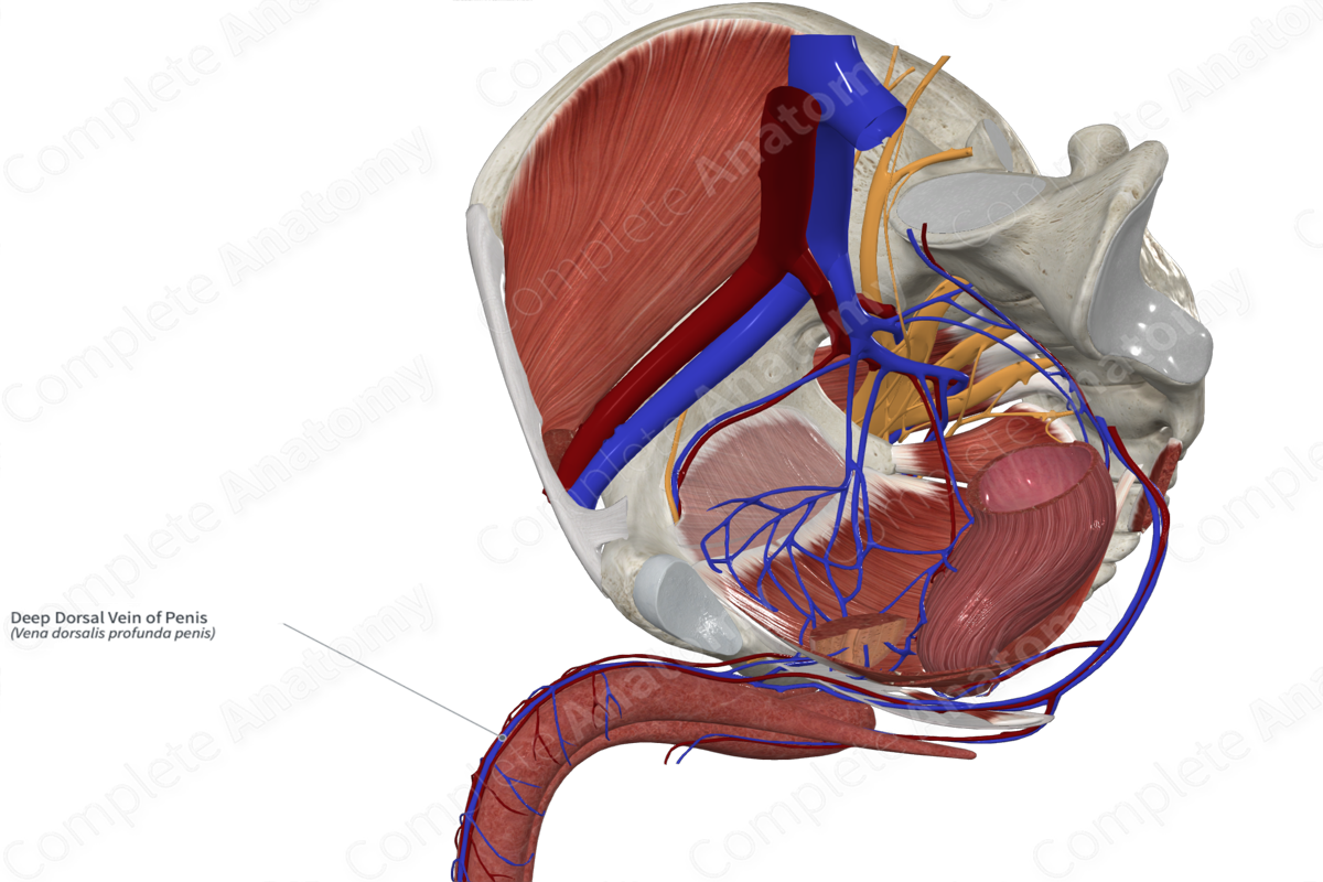 Deep Dorsal Vein of Penis