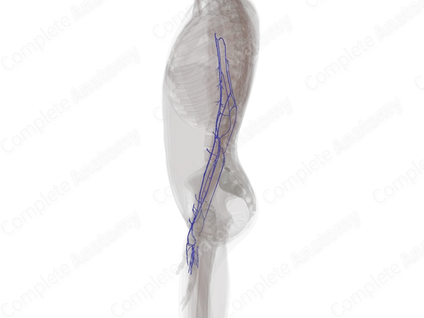 Deep Veins of Upper Limb (Left)