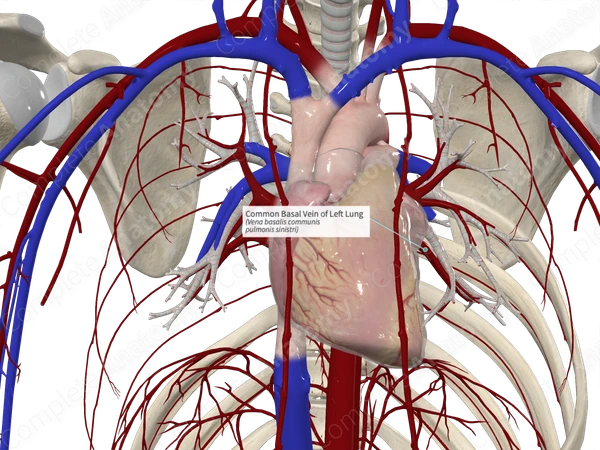 Common Basal Vein of Left Lung