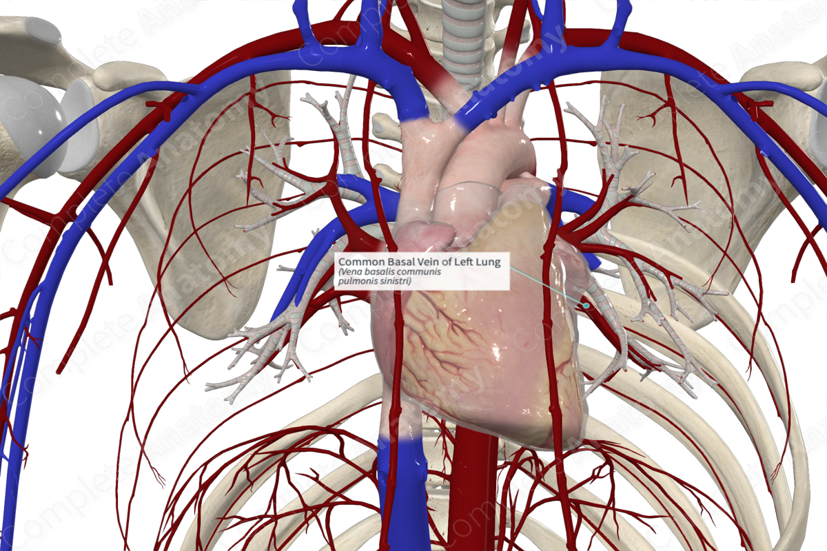 Common Basal Vein of Left Lung