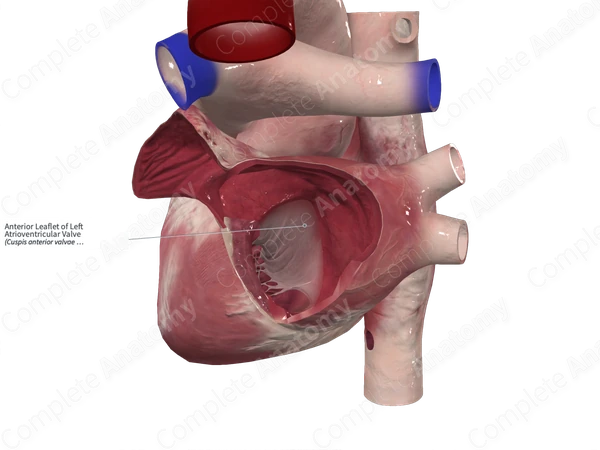 Anterior Leaflet of Left Atrioventricular Valve