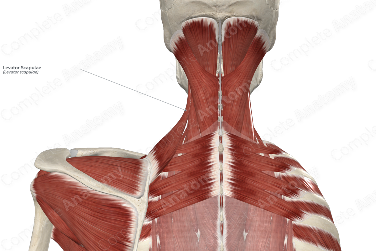 Levator Scapulae Complete Anatomy