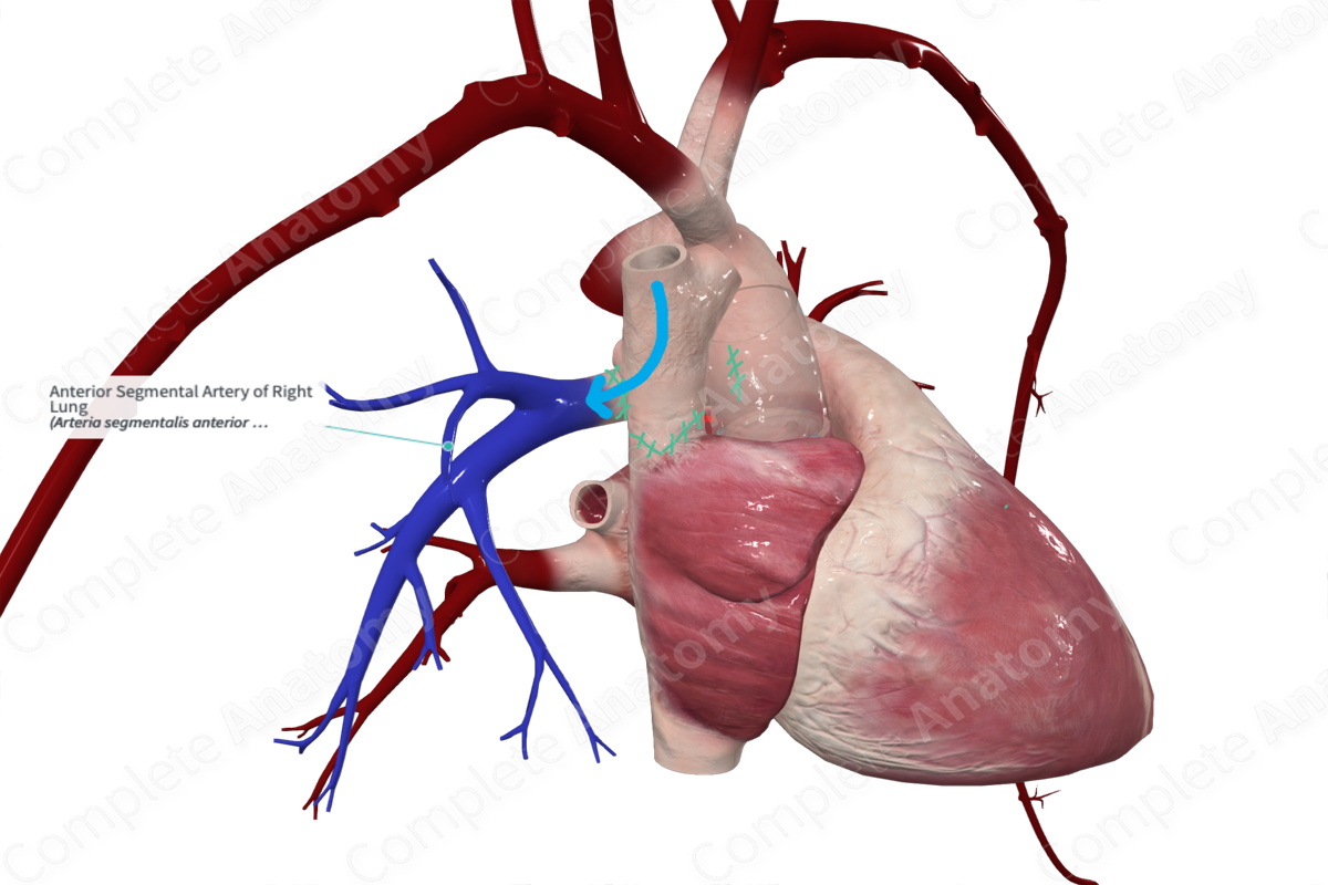 Anterior Segmental Artery of Right Lung
