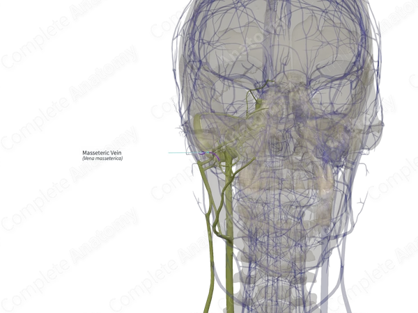 Masseteric Vein (Left)