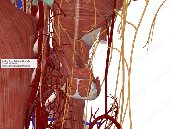 Prelaminar Arterial Branch (Cervical; Left)