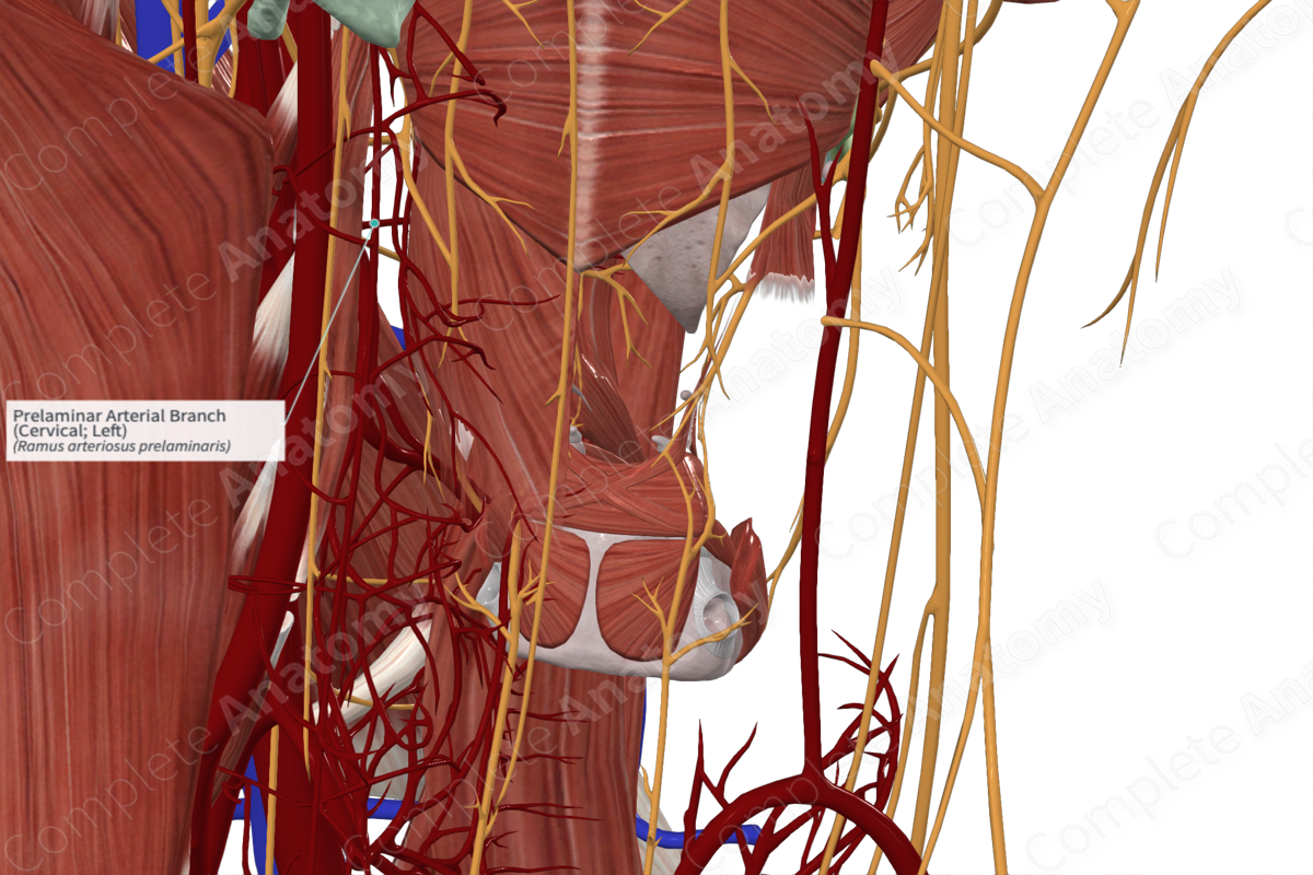 Prelaminar Arterial Branch (Cervical; Left)