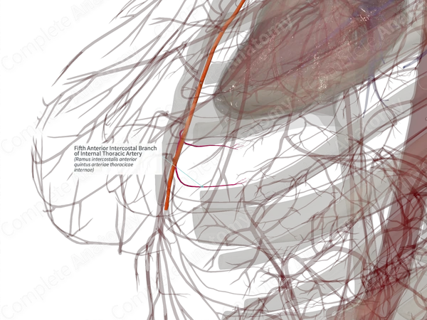 Fifth Anterior Intercostal Branch of Internal Thoracic Artery (Right)