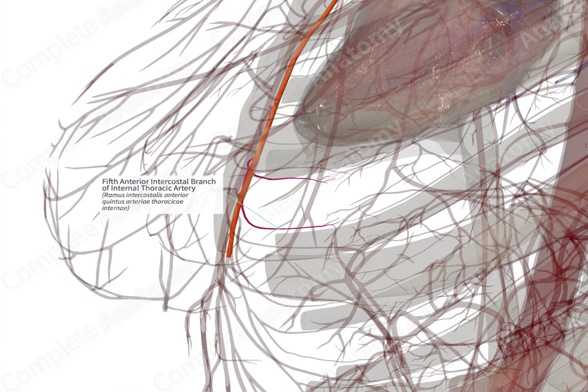 Fifth Anterior Intercostal Branch of Internal Thoracic Artery (Right)