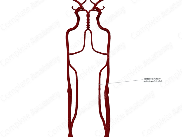 Vertebral Artery