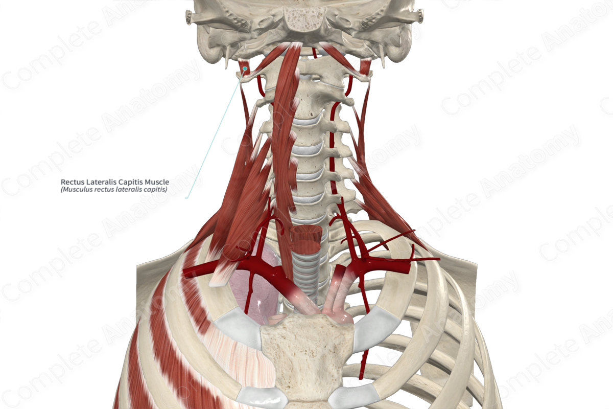 Rectus Lateralis Capitis Muscle 