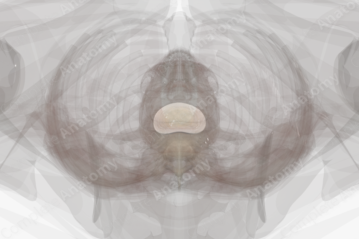 Intervertebral Disc (L1-L2)