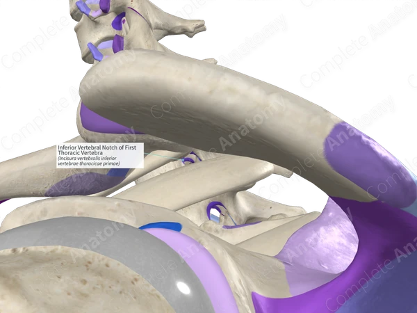 Inferior Vertebral Notch of First Thoracic Vertebra (Left)