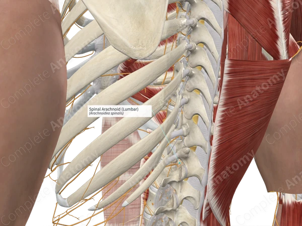 Spinal Arachnoid (Lumbar)