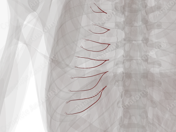 Anterior Intercostal Branches of Internal Thoracic Artery (Left)