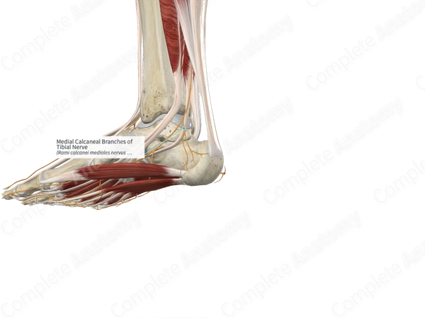 Medial Calcaneal Branches of Tibial Nerve