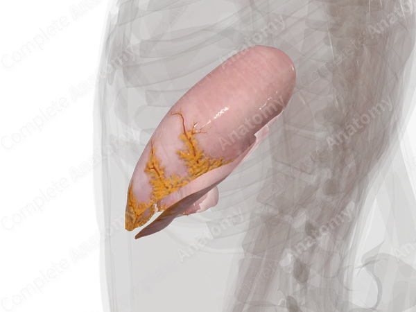 Visceral Peritoneum