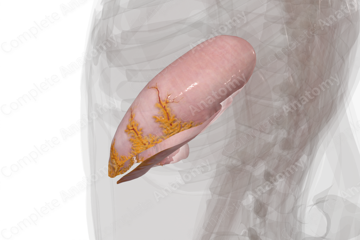 Visceral Peritoneum