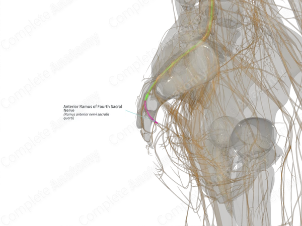 Anterior Ramus of Fourth Sacral Nerve (Left)