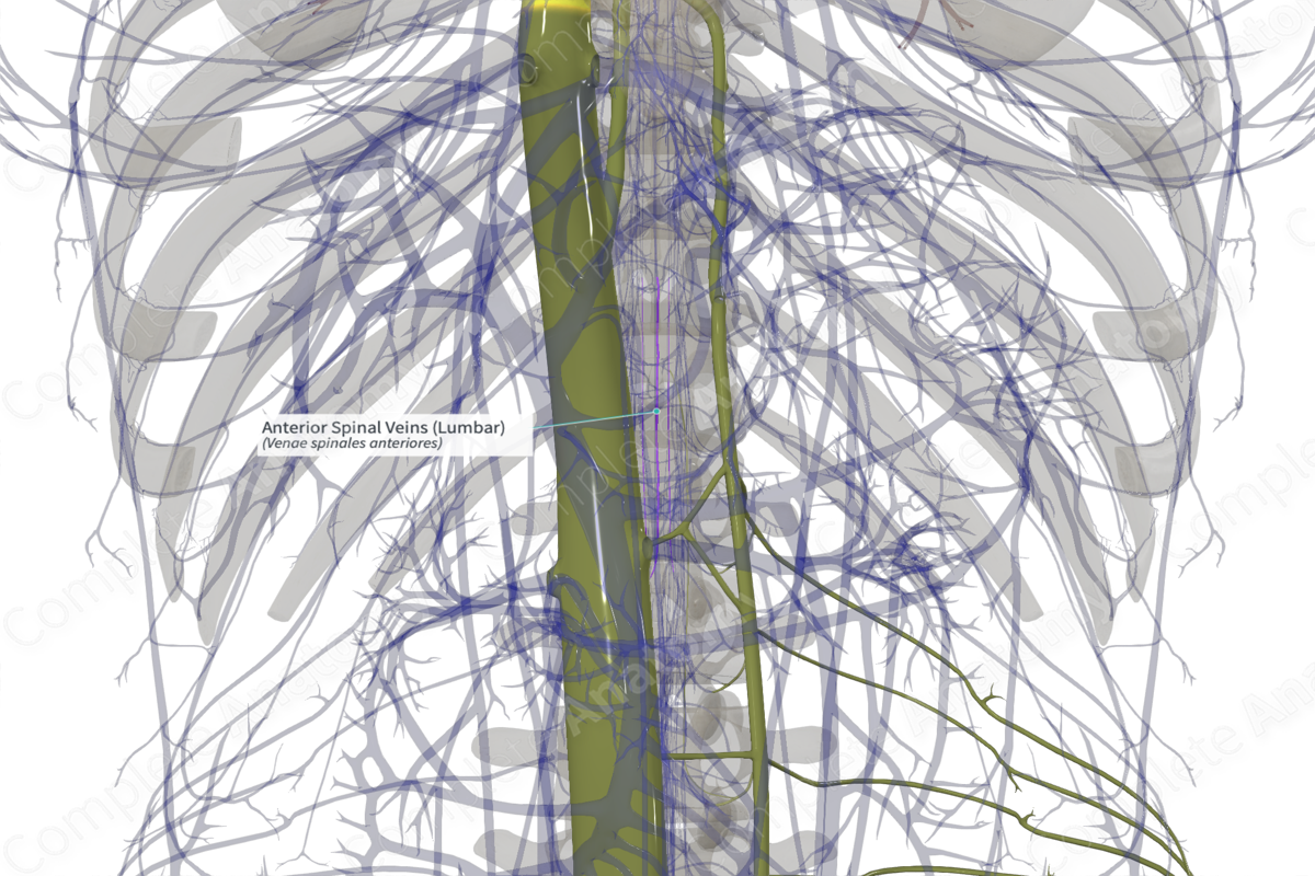 Anterior Spinal Veins (Lumbar)