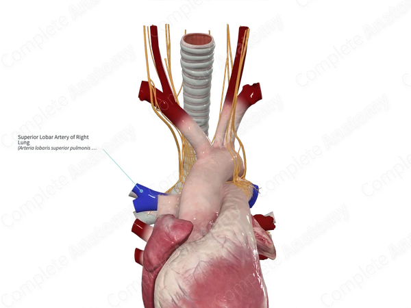 Superior Lobar Artery of Right Lung