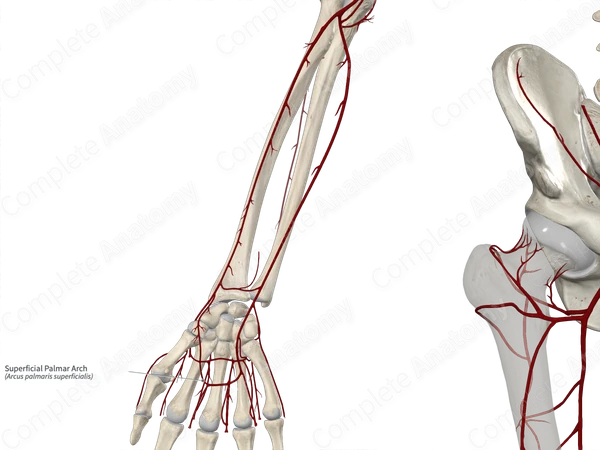 Superficial Palmar Arch
