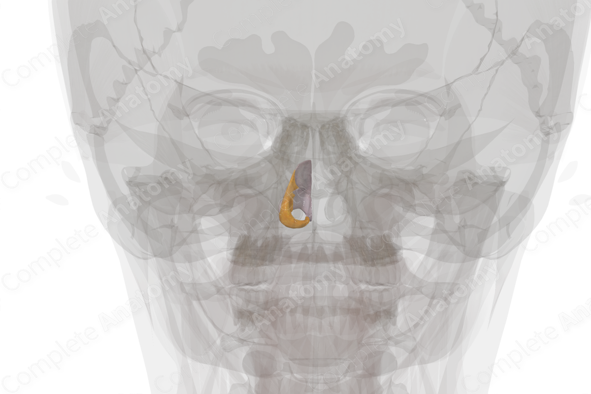 Nasal Cartilages (Left)