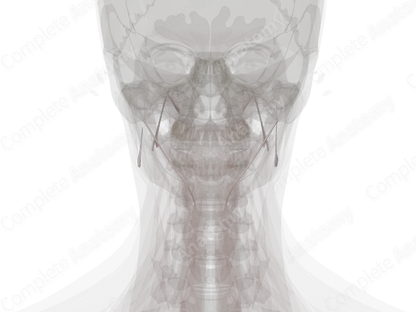 Cranial Syndesmoses