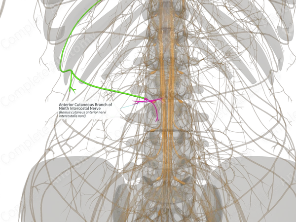 Anterior Cutaneous Branch of Ninth Intercostal Nerve (Right)