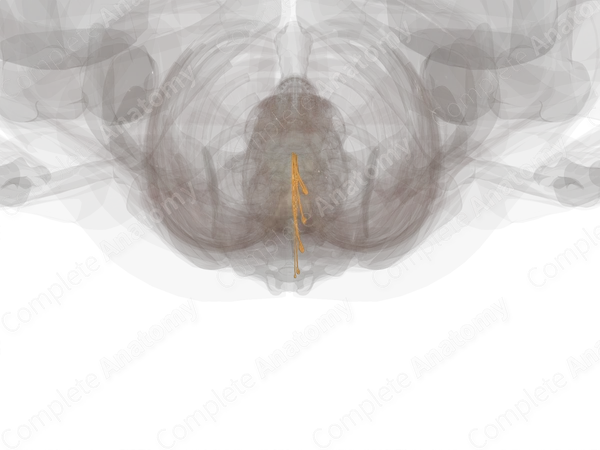 Sacral Spinal Roots & Ganglia (Left)