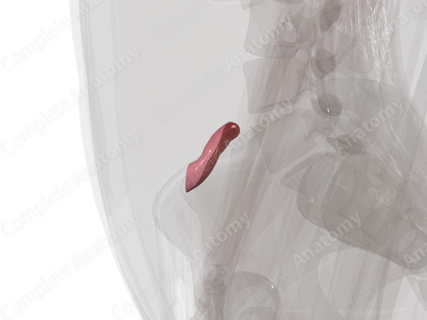 Terminal Ileum