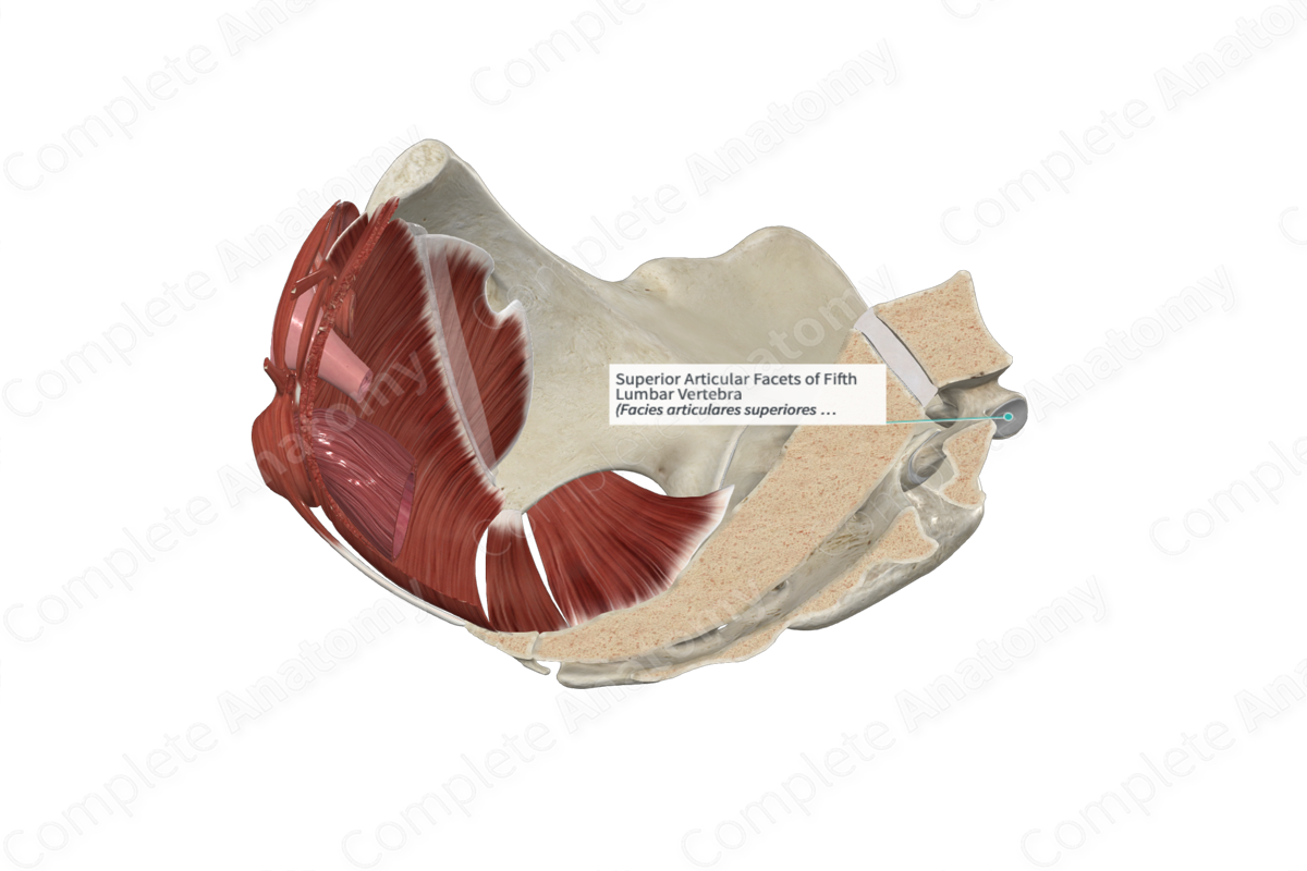 Superior Articular Facets of Fifth Lumbar Vertebra