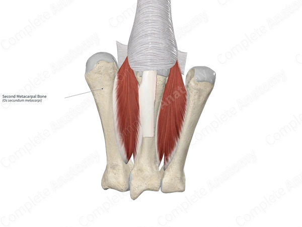Second Metacarpal Bone