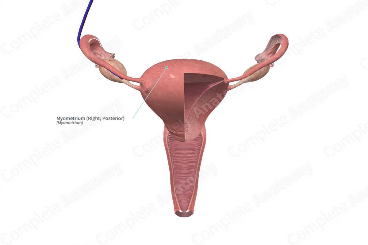 Myometrium (Right; Posterior)