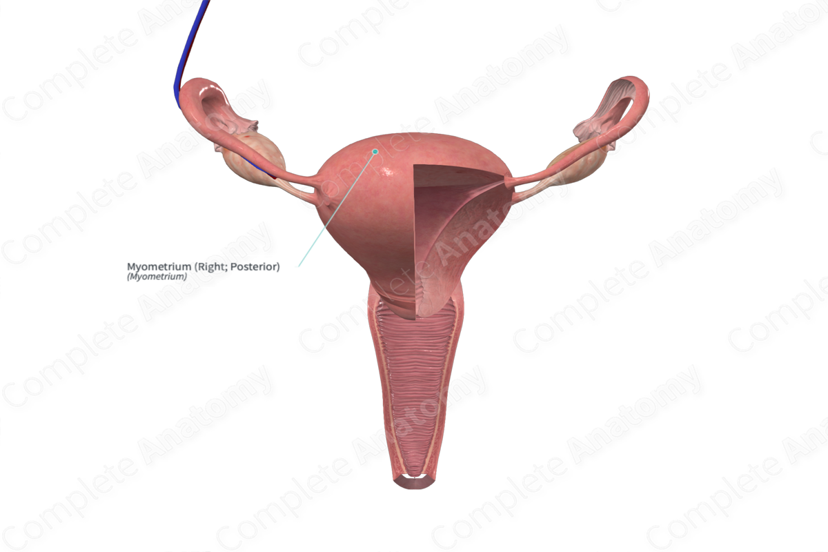 Myometrium (Right; Posterior) | Complete Anatomy