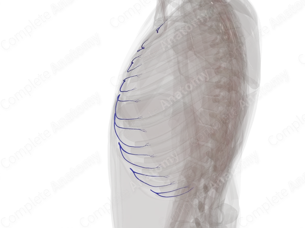 Anterior Intercostal Veins (Left)