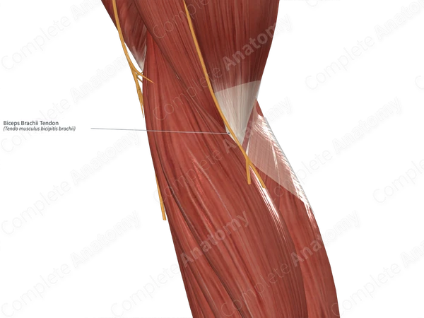 Biceps Brachii Tendon 