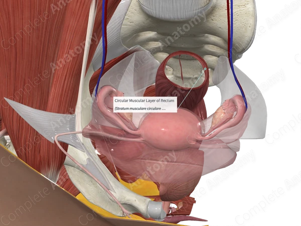 Circular Muscular Layer of Rectum