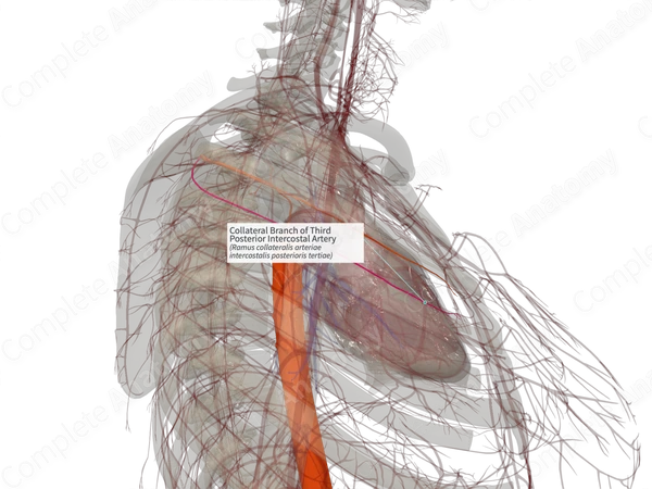 Collateral Branch of Third Posterior Intercostal Artery (Left)